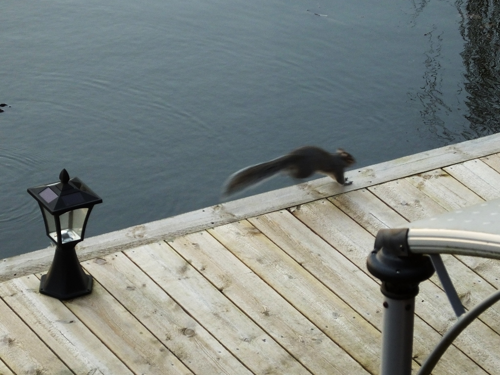 Squirrel On Decking