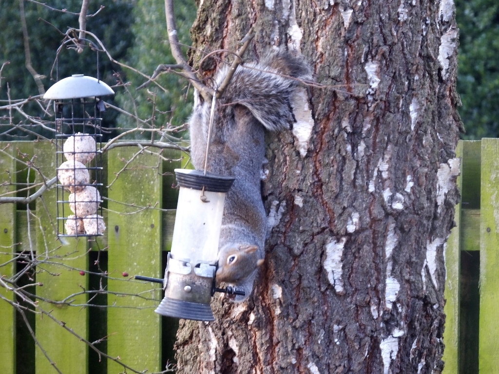Squirrel On Tree