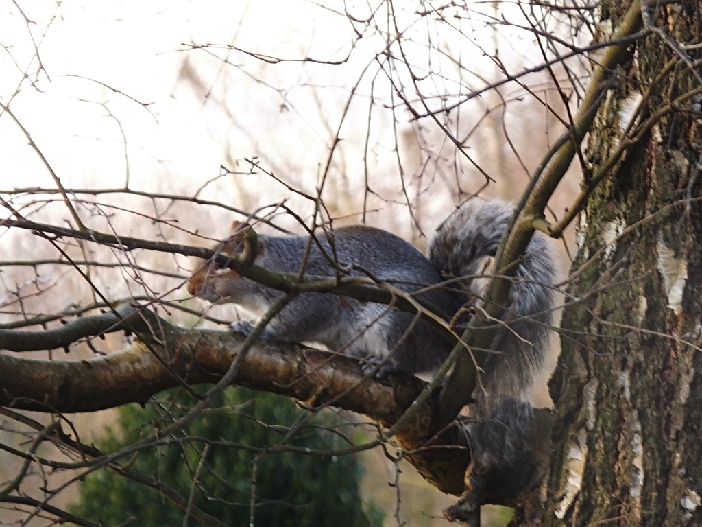 Squirrel On Tree