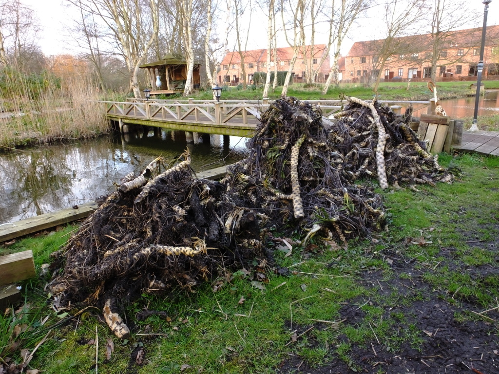 Piles of Lily Root