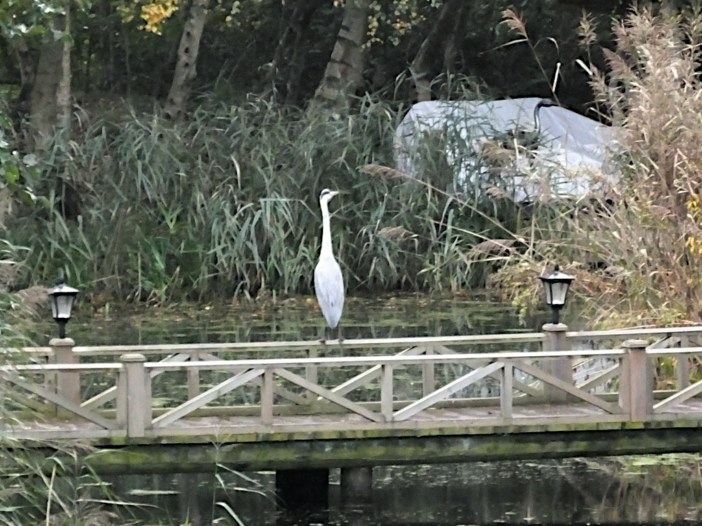A Heron