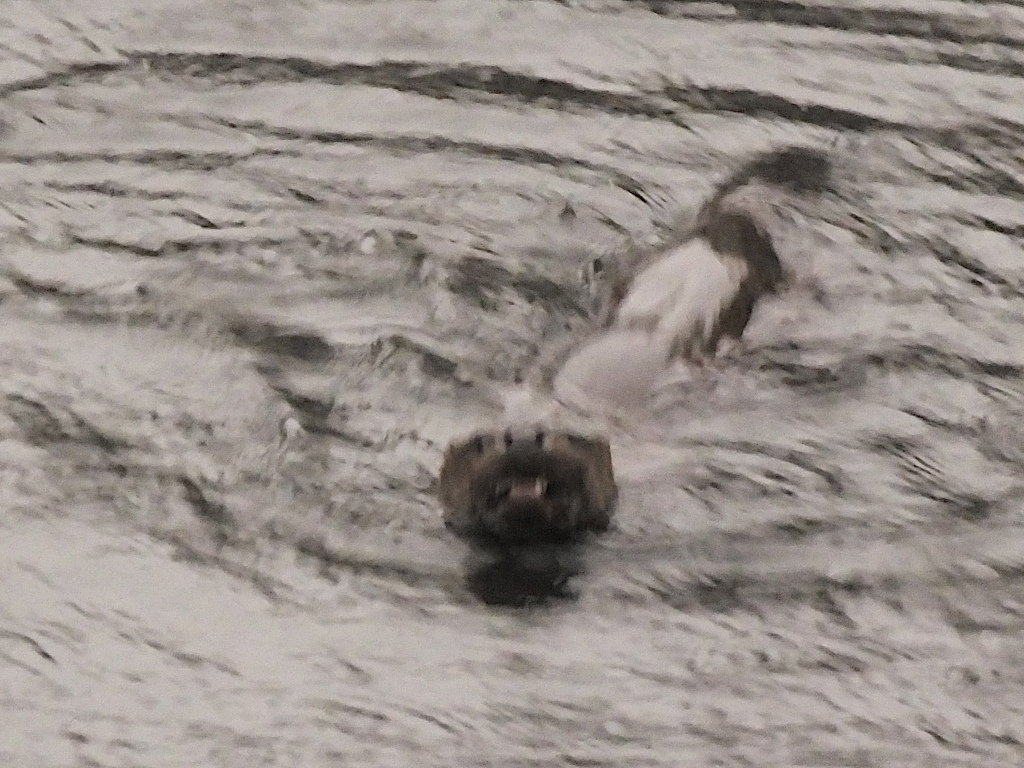 Otter