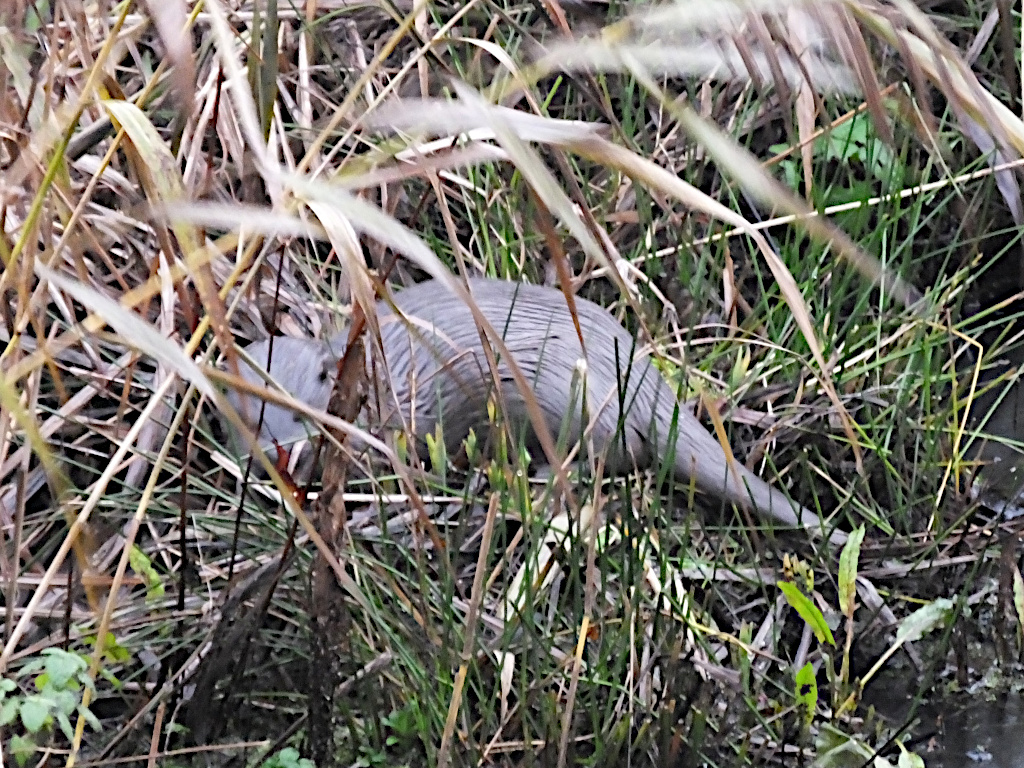 Otter