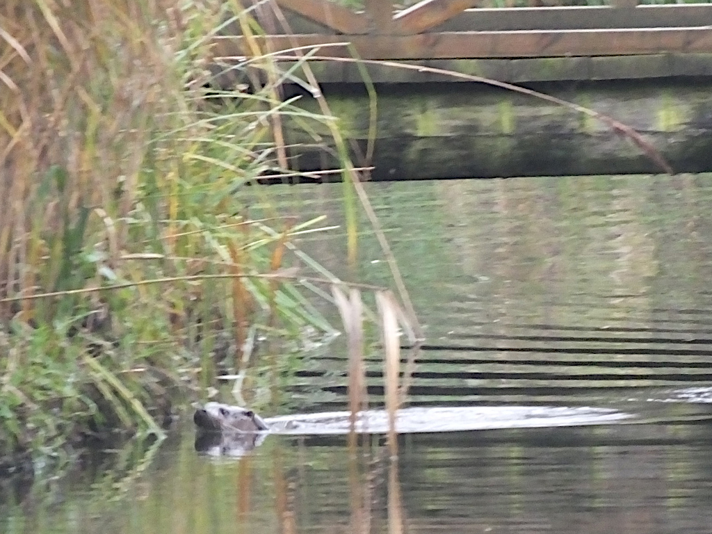 Otter