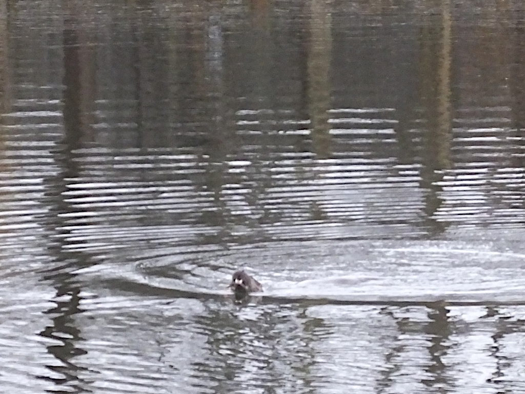 Otter