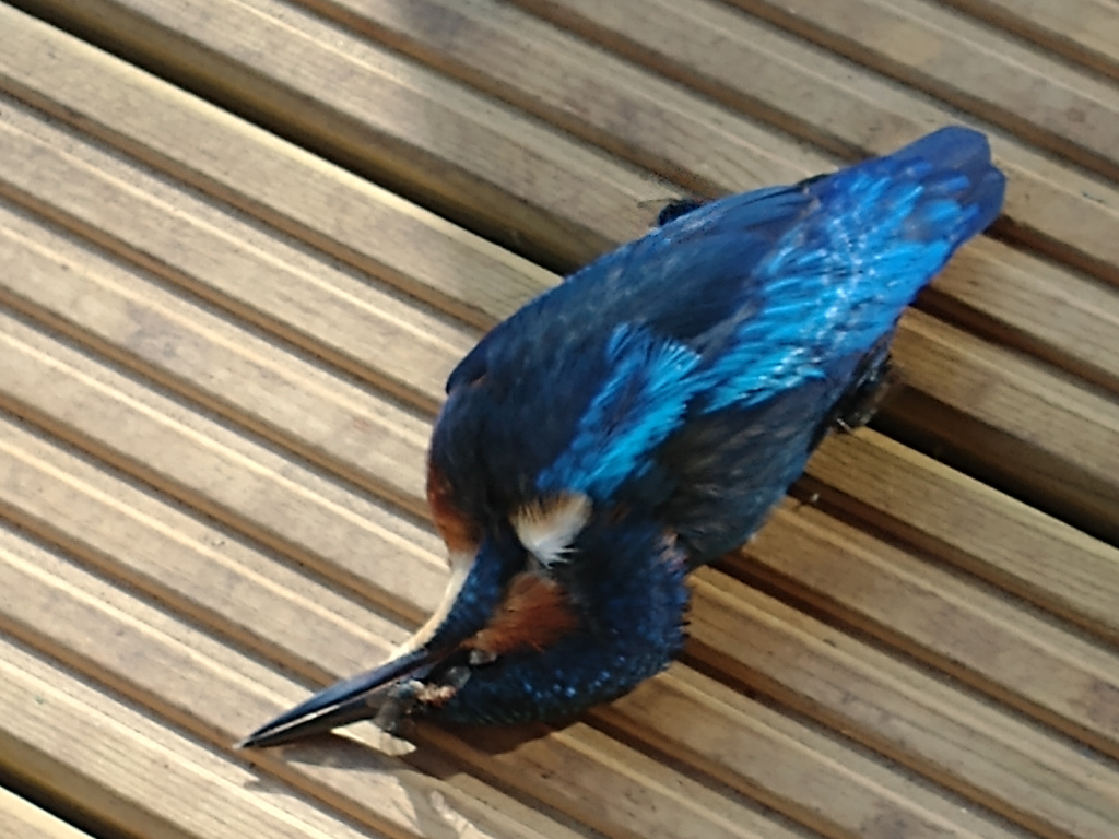 Kingfisher