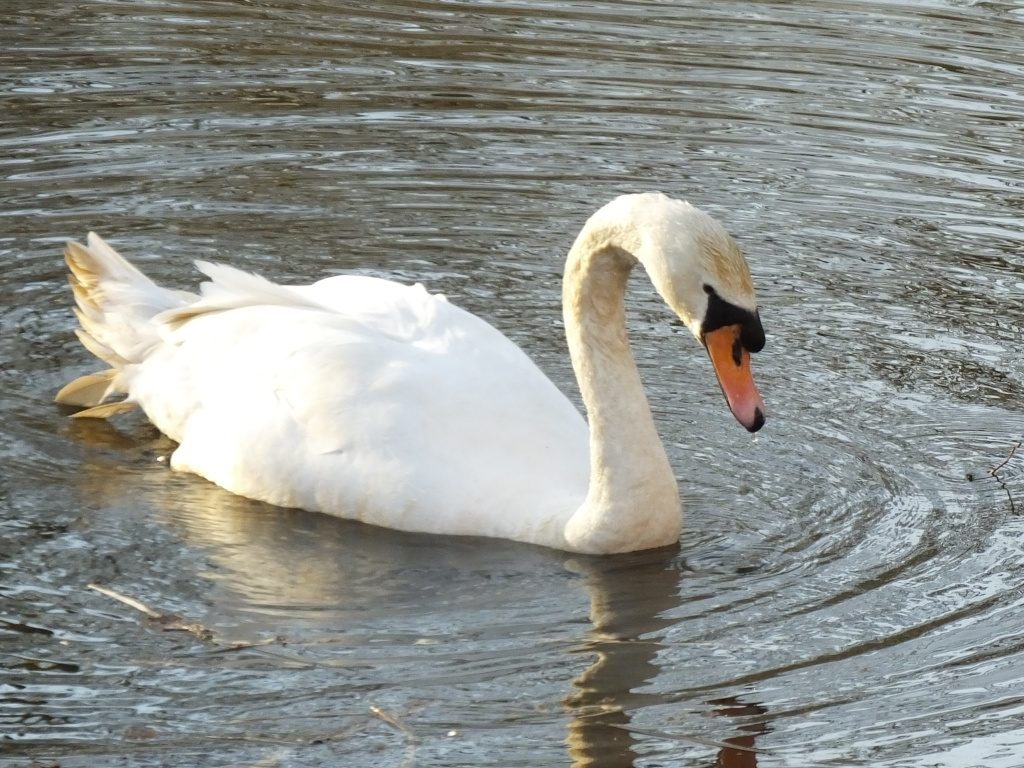 A Swan