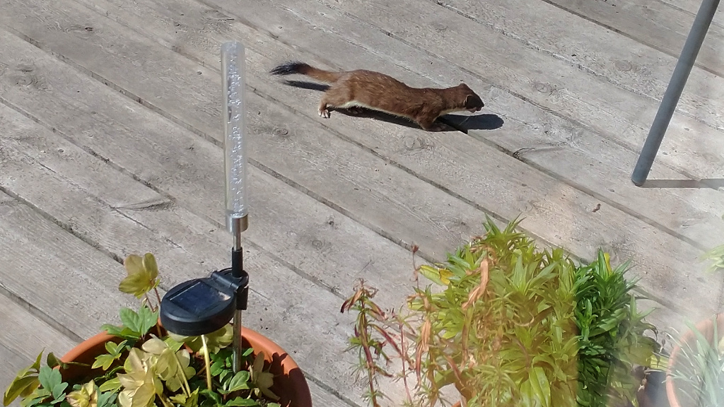 A Stoat