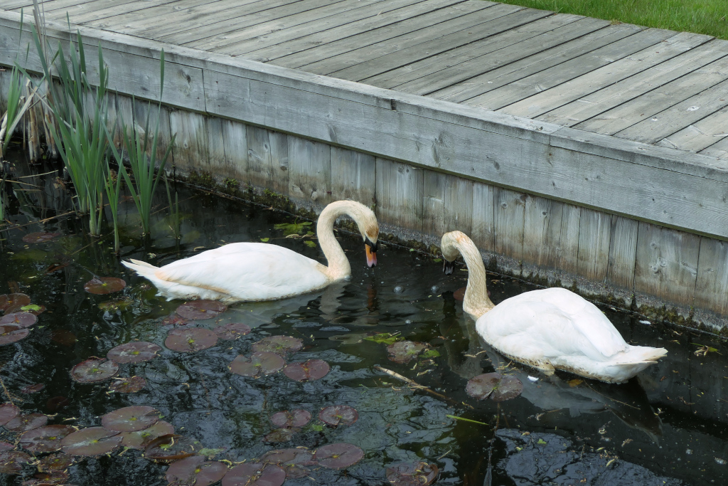 Pair of Swans