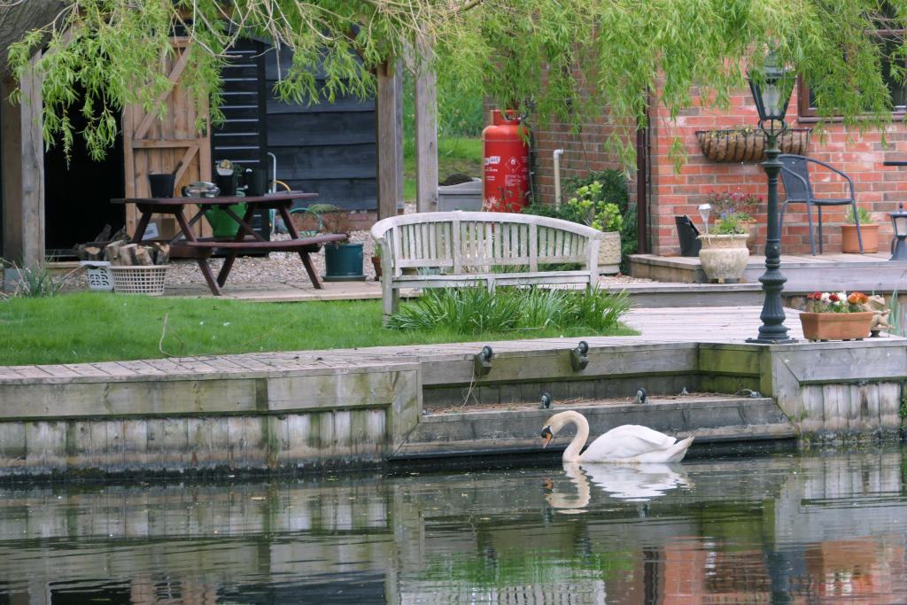A Swan
	