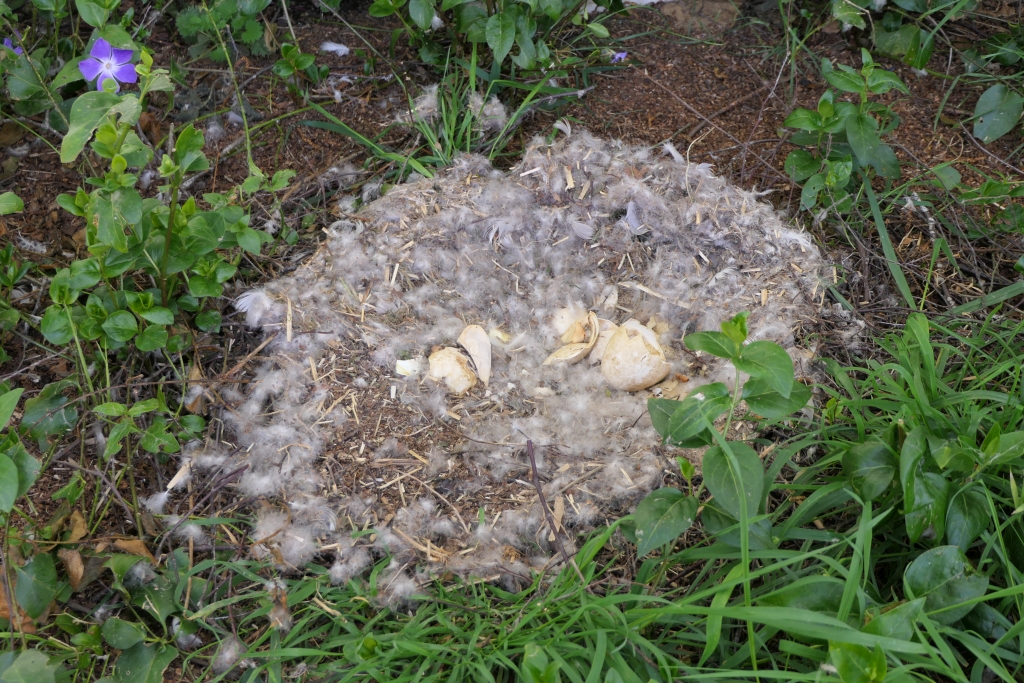 Goose Nest