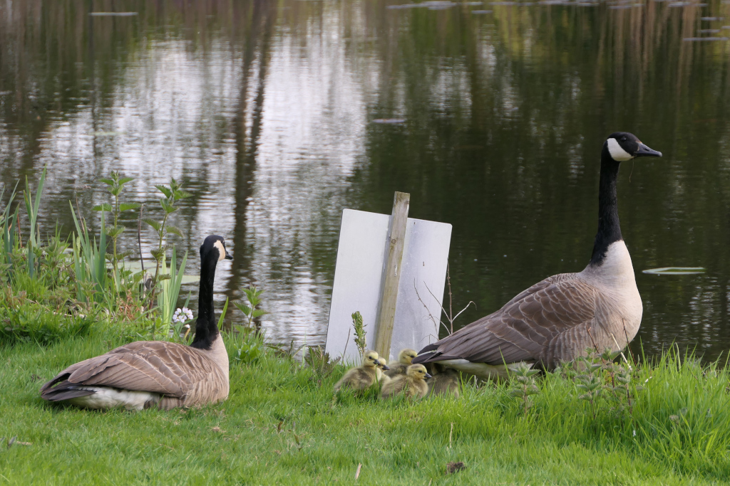 Goslings