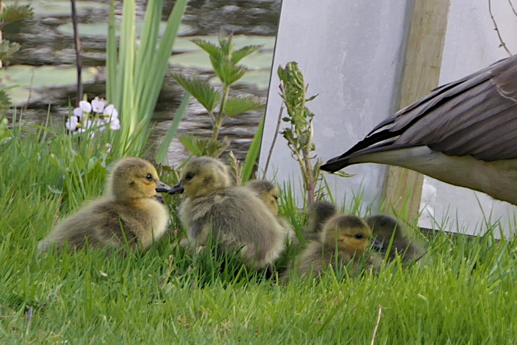 Goslings Close up