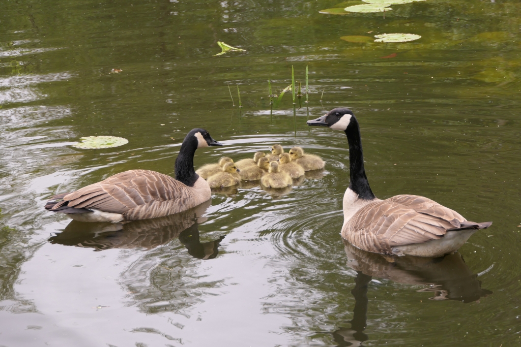 Geese