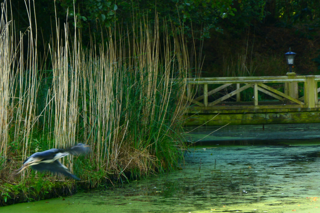 Heron Takes Off