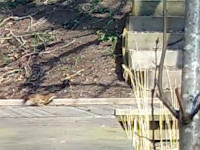 Stoat