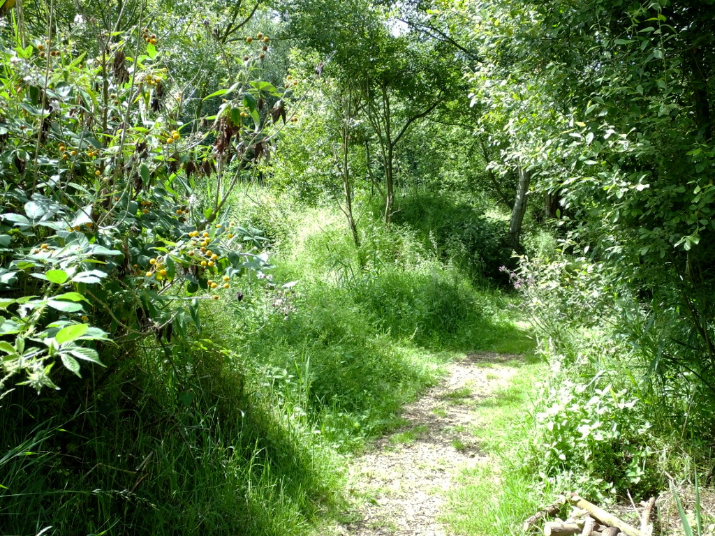 the Path turns