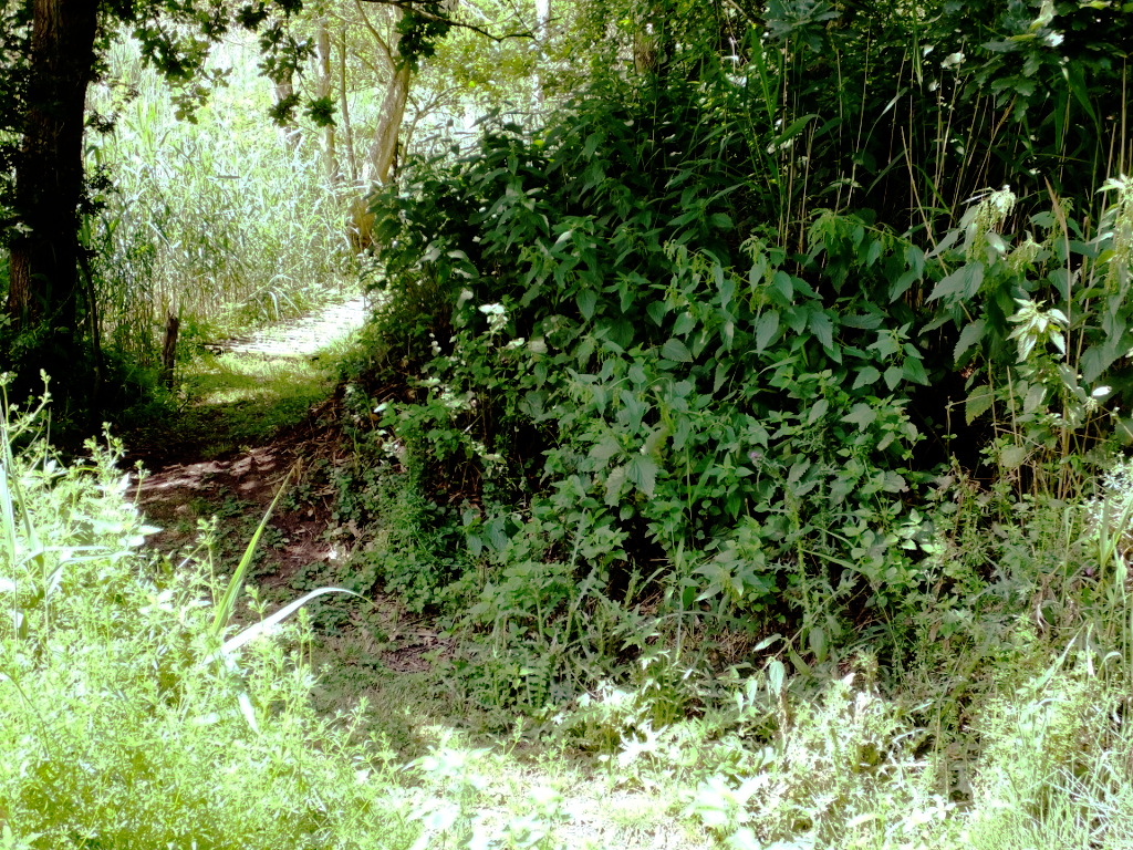 The New Path