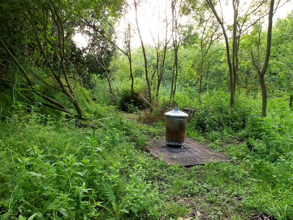 Behind The Reed Bed