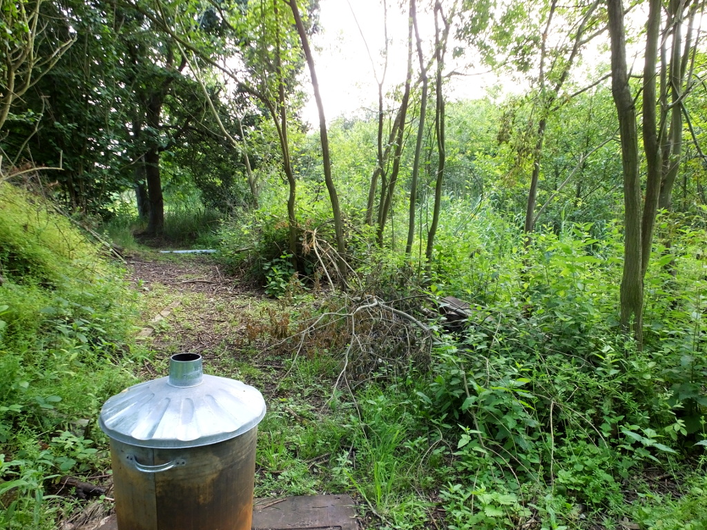 Behind The Reed Bed