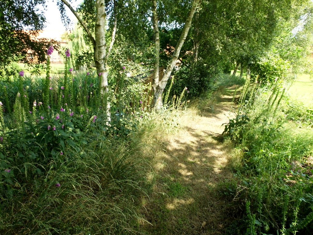 The Foxgloves