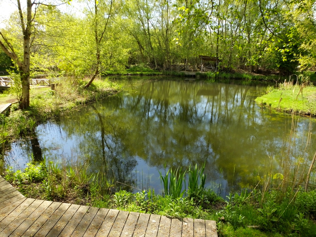 View Of The Pool