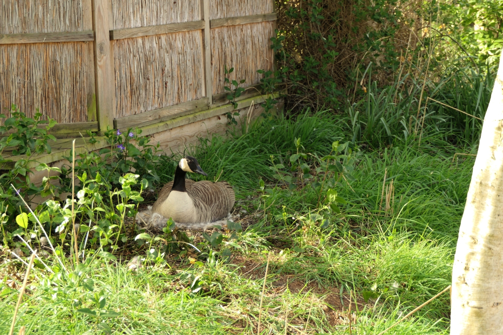 Goose Nest