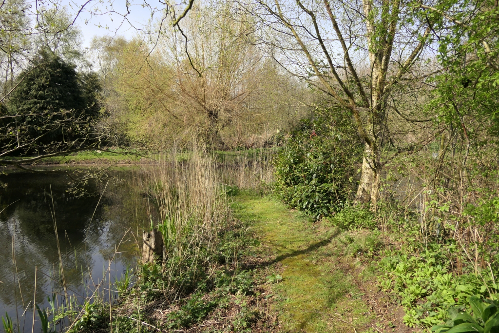 Approaching Site of Swan Nest